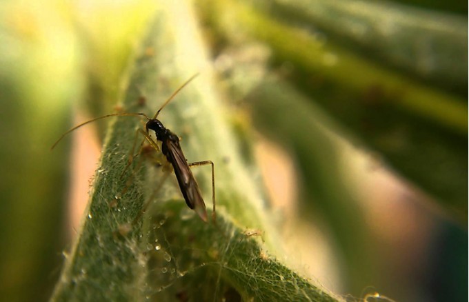 Donec tellus Nulla lorem Nullam elit id ut