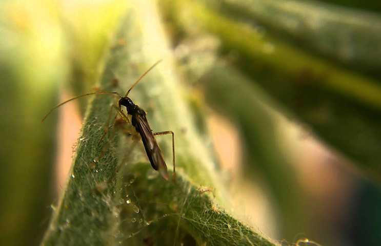 Donec tellus Nulla lorem Nullam elit id ut